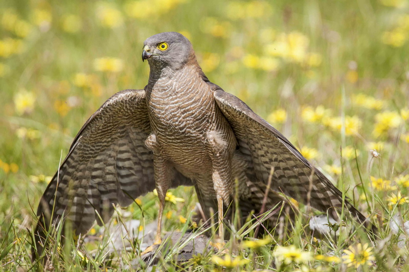 hunting, no people, australian bird, predator, wild, one animal, animals in the wild, birds of prey, field, land, goshawk, falcon - bird, nature, vertebrate