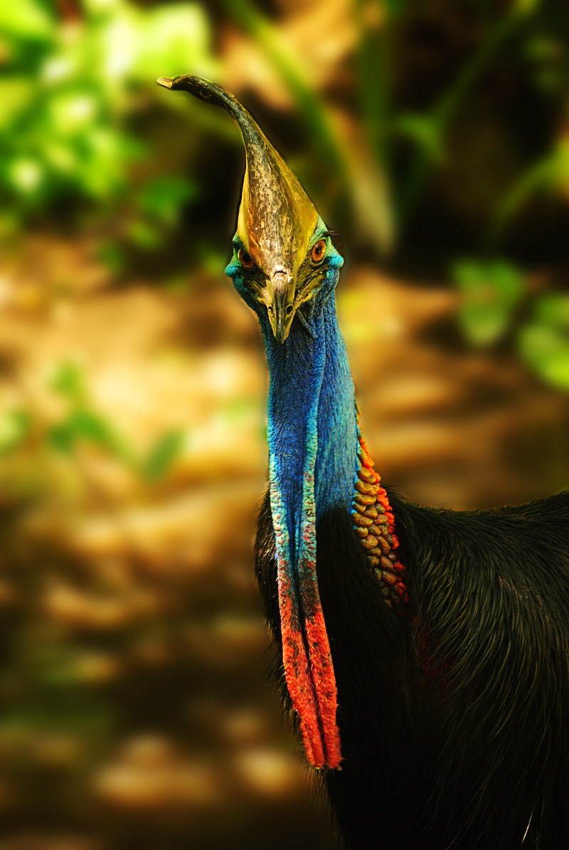 outdoors, black, no people, nature, side view, animal, profile view, beak, dinosaur, peacock, vertebrate, neck, beauty in nature, australian, one animal
