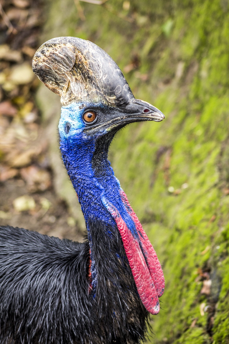 no people, australian, profile view, southern, animal head, animal eye, close-up, animal wildlife, outdoors, nature, 5K, beak, feathers, vertebrate, flightless