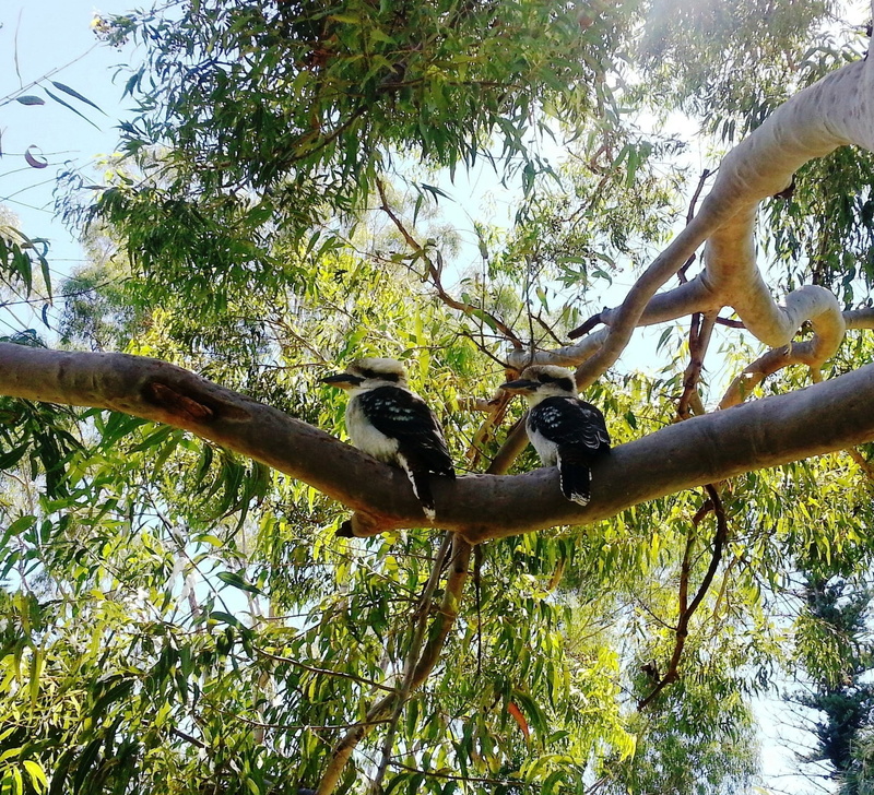kookaburras, aussie, australian, land, day, 1080P, growth, vertebrate, wildlife, animal wildlife, outdoors, no people, plant, perching, tree, low angle view