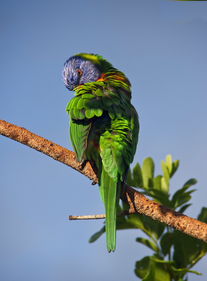 bird, preening, twig, rainbow lorikeet, day, animal, animal wildlife, animal themes, plant, wild, no people, tree, clear sky, branch, perching, daytime