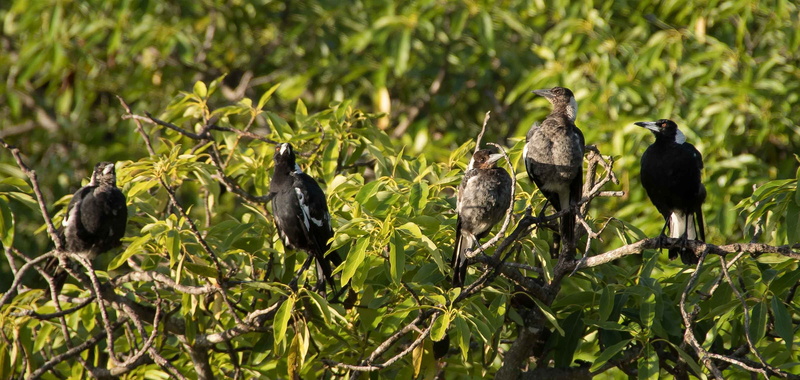 animal family, growth, 2K, nature, focus on foreground, animal, white, no people, wild, leaf, green color, birds, australia, plant part, tree, animal wildlife