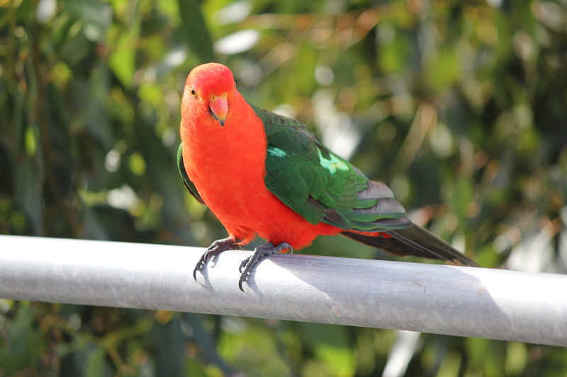 tree, green color, perching, animal wildlife, beauty in nature, close-up, parrot, animals in the wild, outdoors, one animal, nature, vertebrate, australian king parrot