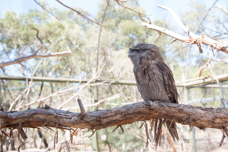 animal wildlife, fauna, full length, day, outdoors, sitting, focus on foreground, australian, vertebrate, animal, animals in the wild, wildlife, bird, tawny frogmouth