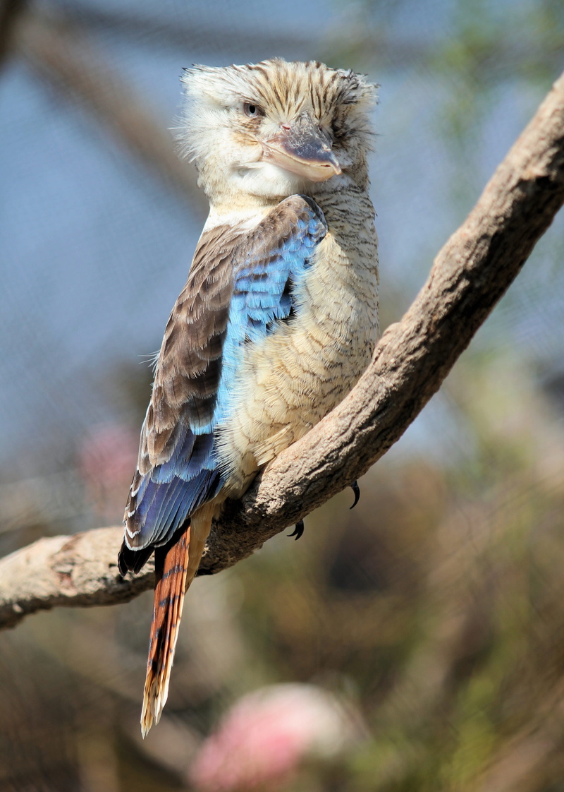 kookaburra, outdoors, bird, ledňák, focus on foreground, bird of prey, plant, no people, vertebrate, one animal, day, beak, tree, 4K, nature, australian