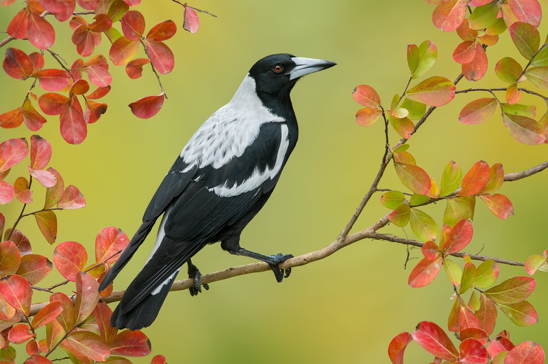 one animal, nature, plant, full length, outdoors, Cracticus tibicen, tree, bird, perching, plant part, black, autumn, animal, vertebrate, black color, animals in the wild
