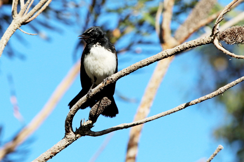 small, focus on foreground, lichen, animals in the wild, feathers, perching, willy wagtail, nature, 2K, vertebrate, one animal, full length, low angle view