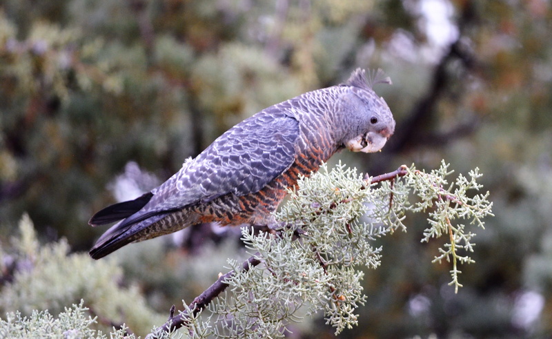 plant, 4K, tree, bird of prey, no people, feeding, vertebrate, profile view, outdoors, gang gang, beauty in nature, branch, one animal, full length, snowy mountains