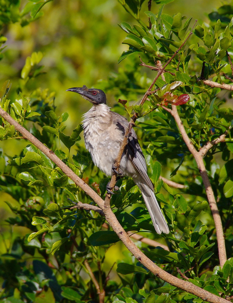 growth, day, outdoors, 2K, australian, animals in the wild, one animal, Friar, animal themes, animal, perching, unusual, Bird, animal wildlife, beauty in nature
