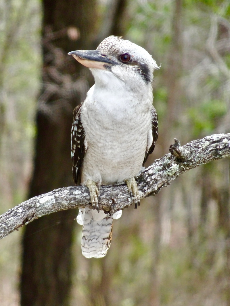 animal themes, wildlife, vertebrate, plant, kingfisher, one animal, branch, animals in the wild, day, woodpecker, focus on foreground, wild, bird, land