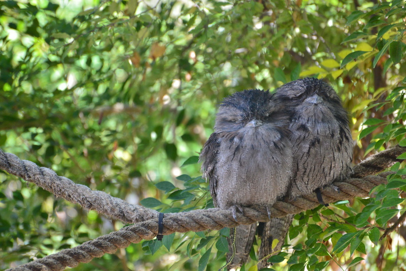day, bird pair, leaf, vertebrate, focus on foreground, perched, two, plant, Bird, avian, camouflage, tawny, one animal, wildlife, frogmouth, black color