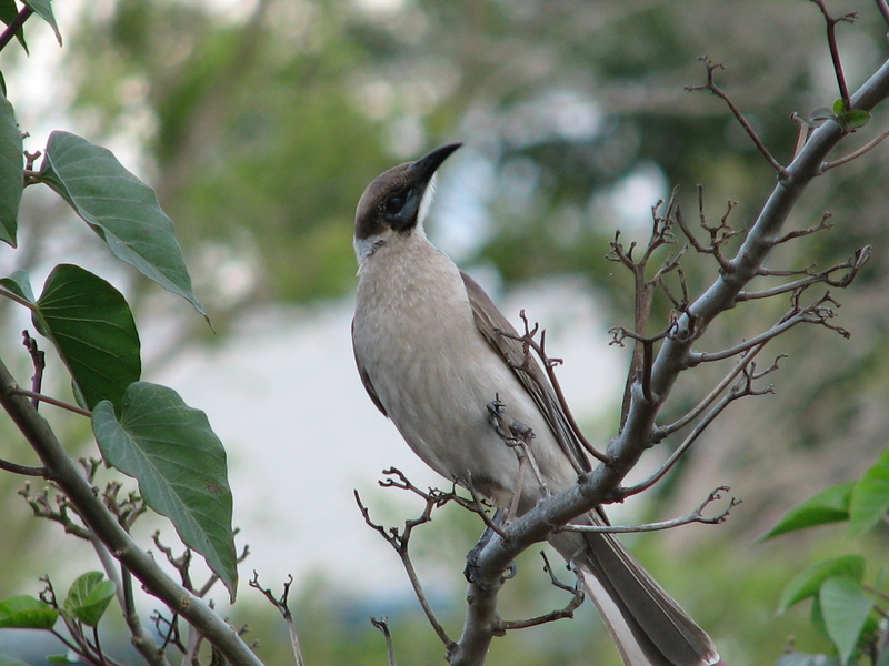 queensland, animals in the wild, bird, full length, animal themes, feather, 2K, plant part, wildlife, wild, day, beak, focus on foreground, little friarbird