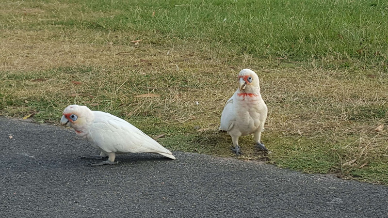 land, domestic, white color, field, animal wildlife, pets, australian birds, nature, two animals, domestic animals, vertebrate, plant, group of animals