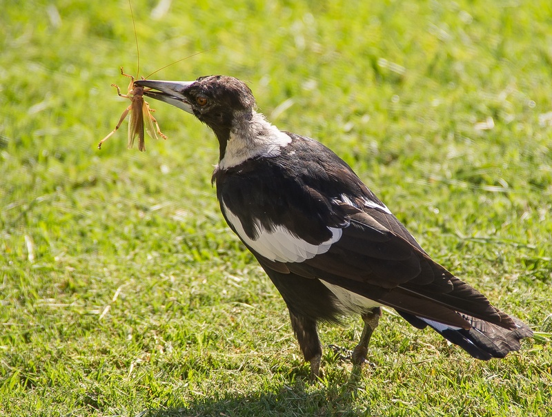 green color, plant, animal wildlife, prey, wild, hungry, animals in the wild, day, 2K, outdoors, animal, one animal, magpie, australia, insect, catch
