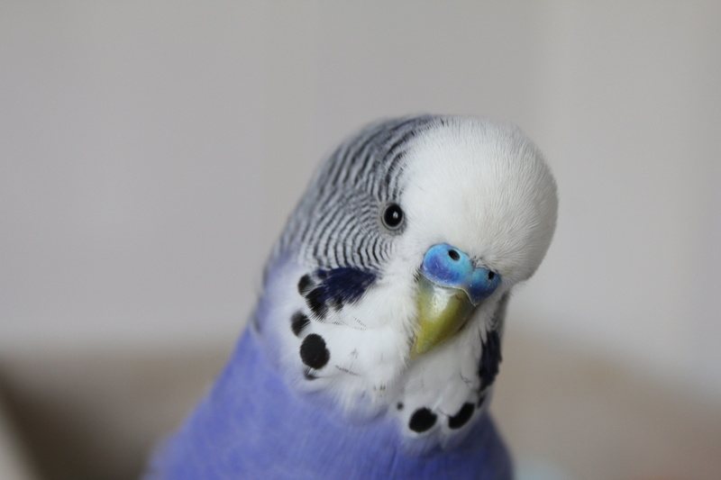 domestic, day, bird, australian, animals in the wild, vertebrate, plumage, feather, animal, budgie, budgerigar, beak, male, looking at camera, wildlife