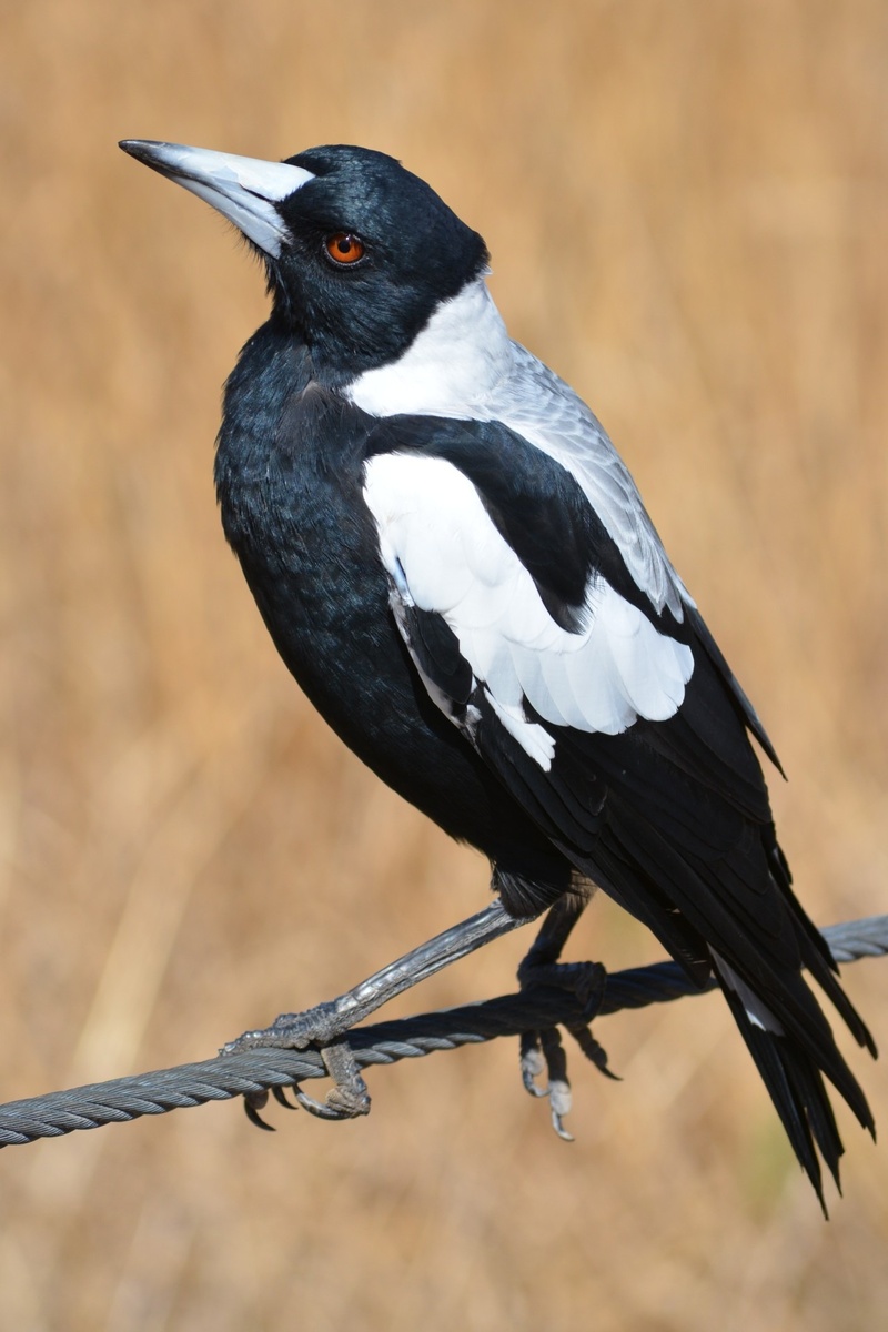 beak, 1080P, animal wildlife, birds, no people, animal, animals in the wild, focus on foreground, crow, beauty in nature, wildlife, australia, white, animal themes