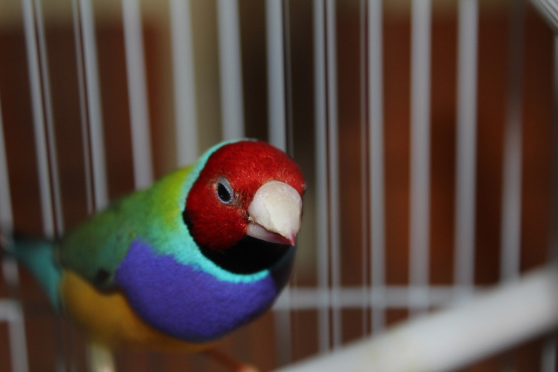 parrot, vertebrate, animal, bird, nature, close-up, creature, cage, mammal, birdcage, majestic, wings, focus on foreground, parakeet, wildlife, fly, no people