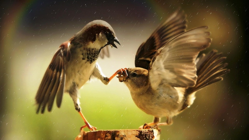 finches, photo, bird, 1080P, hd, fighting