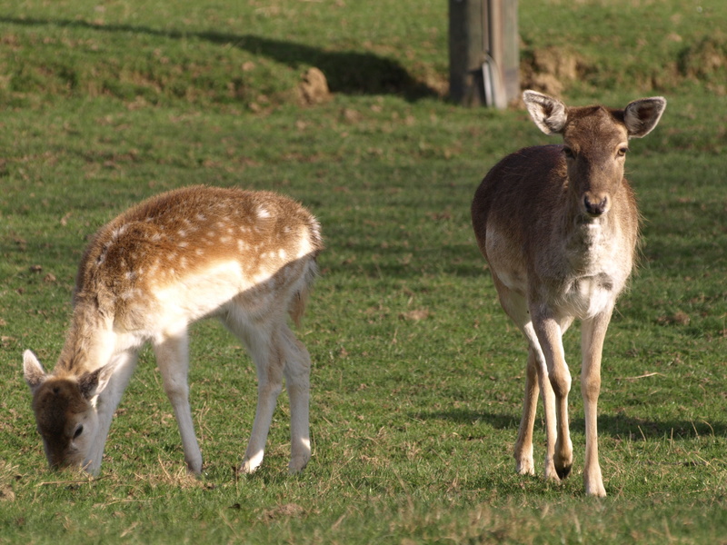 domestic animals, day, animal family, animal themes, roe deer, deer, ricke, group of animals, livestock, two animals, herbivorous, field, land, animal
