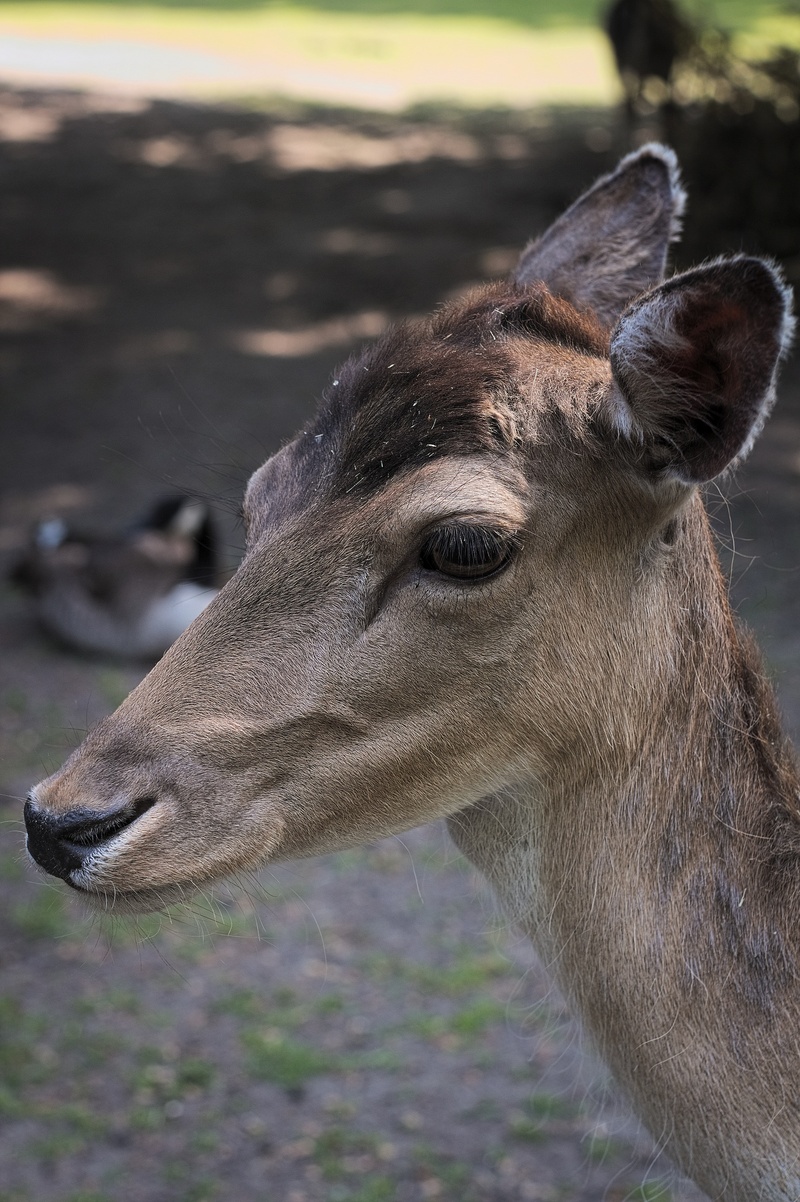 2K, animal mouth, domestic animals, ricke, field, animal themes, animal nose, close-up, foraging, nature, meadow, scheu, herbivorous, day, vertebrate