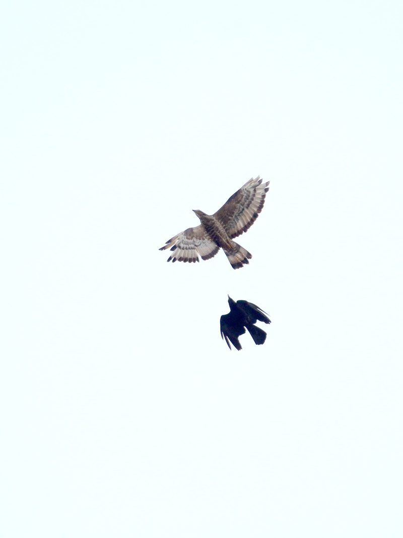 avian, chased, animal wildlife, motion, crested, bird of prey, crow, one animal, india, eagle, vertebrate, day, mid-air, spread wings, animals in the wild