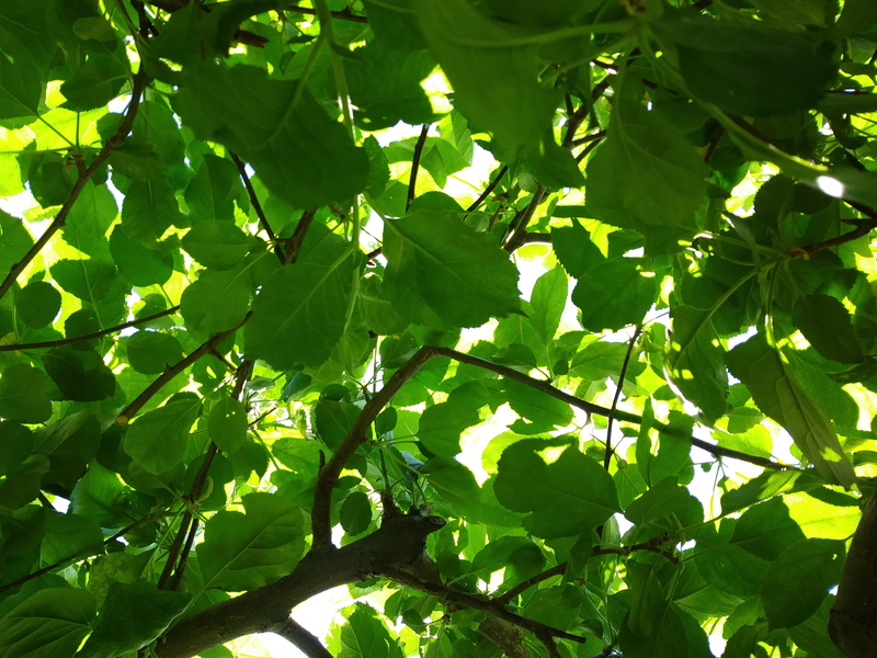 plant part, growth, no people, full frame, outdoors, backgrounds, leaf, day, green color, nature, sunlight, close-up, beauty in nature, leaves, low angle view