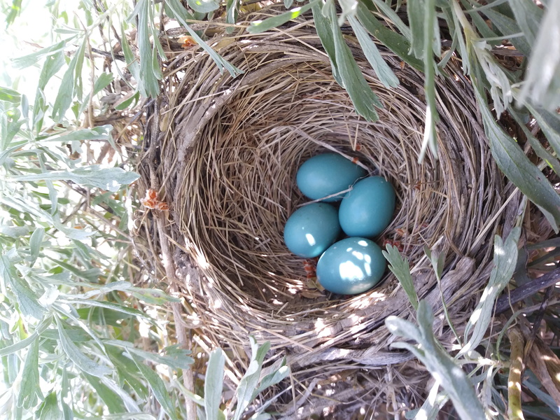 4K, united states, animal nest, animal egg, nature, day, caldwell, food, holiday, egg, fragility, close-up, beginnings, bird nest, outdoors, bird, plant