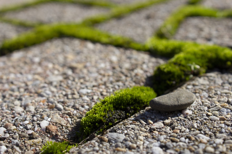 surface level, rock - object, plant, slope, path, pebble, nature, close-up, rough, snake, hedge, macro, reptile, solid, growth, moss, animal, outdoors