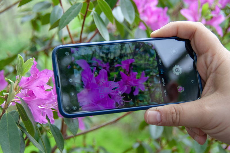 purple, detail, phone, communication, wireless, hand, photography themes, flora, device, flower, one person, technology, flowering plant, 4K, holding