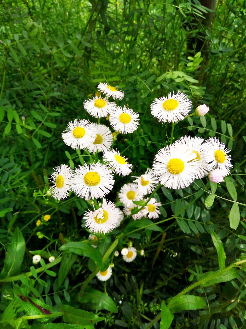 outdoors, growth, cameras, Scenery, with the beat, close-up, fragility, beauty in nature, pollen, inflorescence, vulnerability, petal, cell, white color