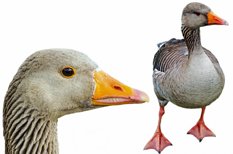 duck, day, domestic, goose, agriculture, bird, neck, birds, animal themes, animal body part, animal head, animals in the wild, water bird, gaggle, foot