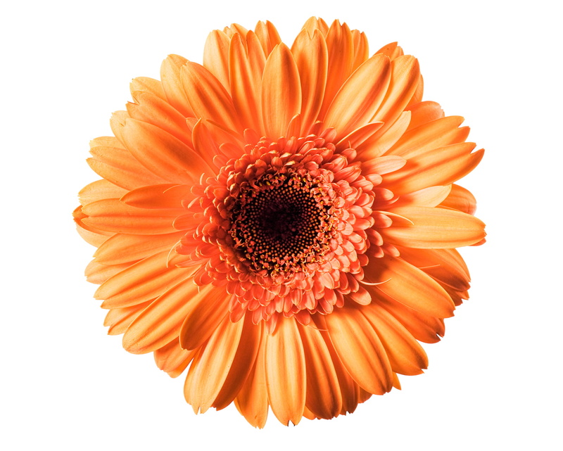 1080P, flower, pollen, white, floral, fragility, path, growth, nobody, plant, orange, color, macro, beauty in nature, single, white background, gerbera daisy