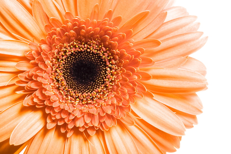 one, beauty in nature, fragility, spring, path, floral, botanical, nature, beauty, flora, petal, macro, fresh, growth, pollen, bloom, head, gerbera, single