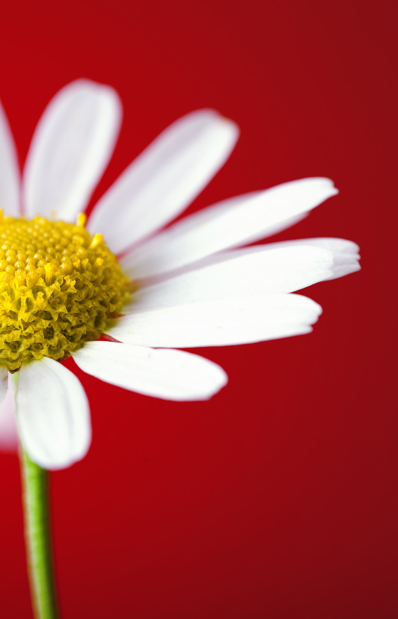 white, white Daisy, fragile, close-up, natural, beauty, romantic, beauty In Nature, elegant, beautiful, daisy, bloom, flower, nature, pistil, composition