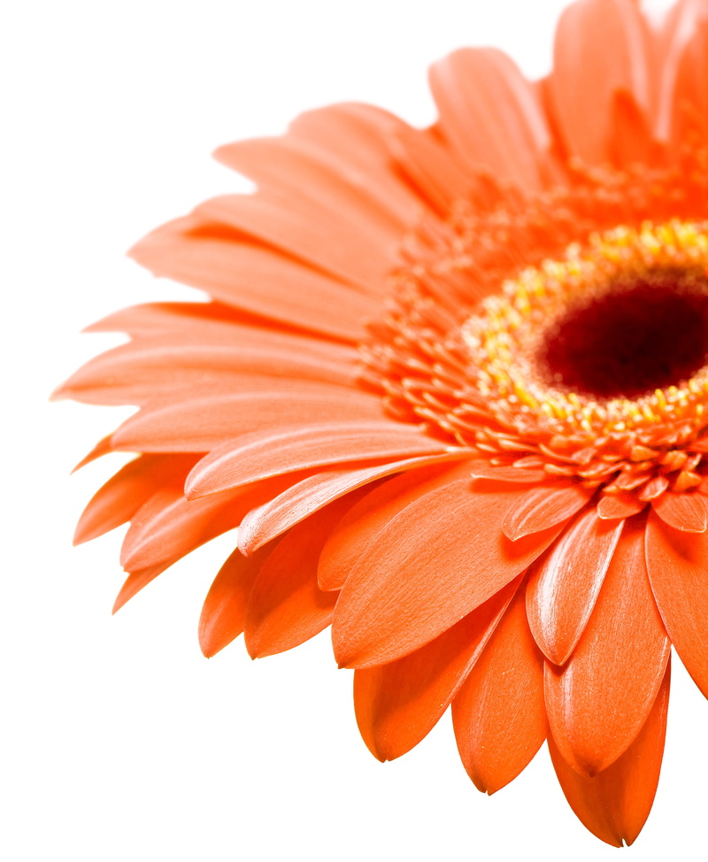 petal, gerbera daisy, plant, vulnerability, white background, nature, freshness, nobody, orange, inflorescence, one, gerbera, orange color, botany, beautiful
