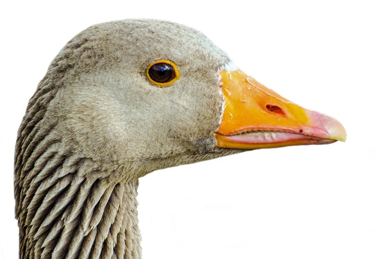 animal head, gray, gaggle, domestic, animal, greylag, one animal, day, animal eye, animal body part, looking, looking away, clipping path, birds, focus on foreground