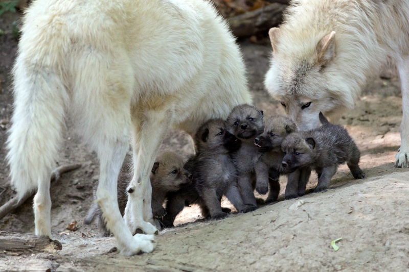FAMILY, no people, KIDS, WOLF, young animal, group of animals, 1080P, two, animal family, dog, OFFSPRING, day, domestic, white, pets, animal themes, canine