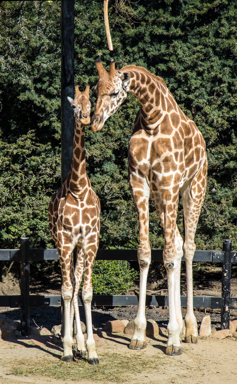 giraffes, group of animals, baby, vertebrate, no people, mammal, nature, day, domestic animals, giraffe, safari, animal neck, 5K, outdoors, sunlight, animals in the wild