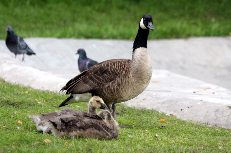 not man, group of animals, chicks, ducklings, green, land, outdoors, vertebrate, young animal, grass, branta canadensis, no people, the canada goose, animals in the wild