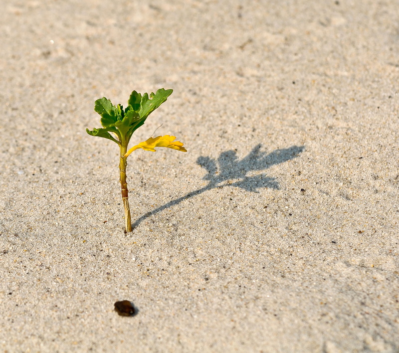 day, vulnerability, fragility, green color, plant part, sprout, beach, freshness, 2K, green, scion, sunlight, close-up, plant, beauty in nature, flower