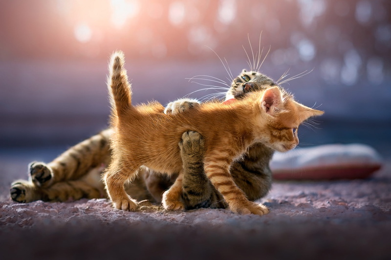 baby, red, care, cat, the game, 1080P, paws, cub, hugs, mom, bokeh, light, grey, striped, kitty, glare