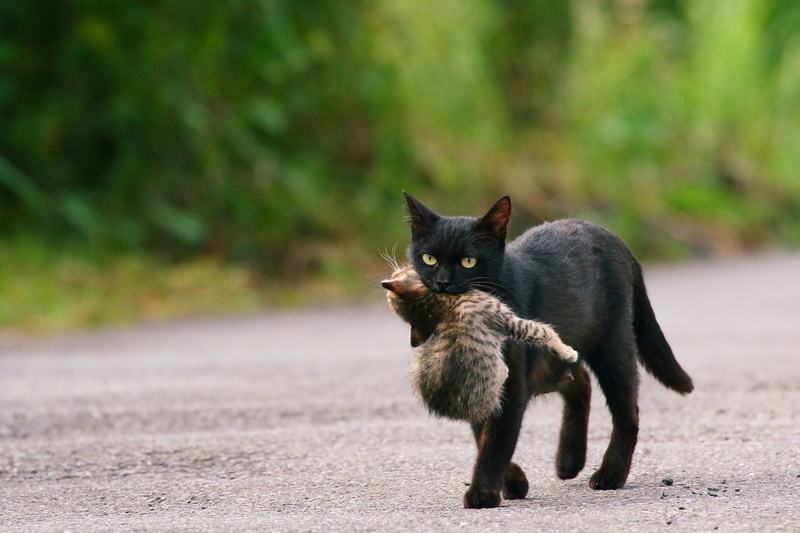 cub, road, cat, baby, drags, green background, 1080P, black, mom, kitty, care