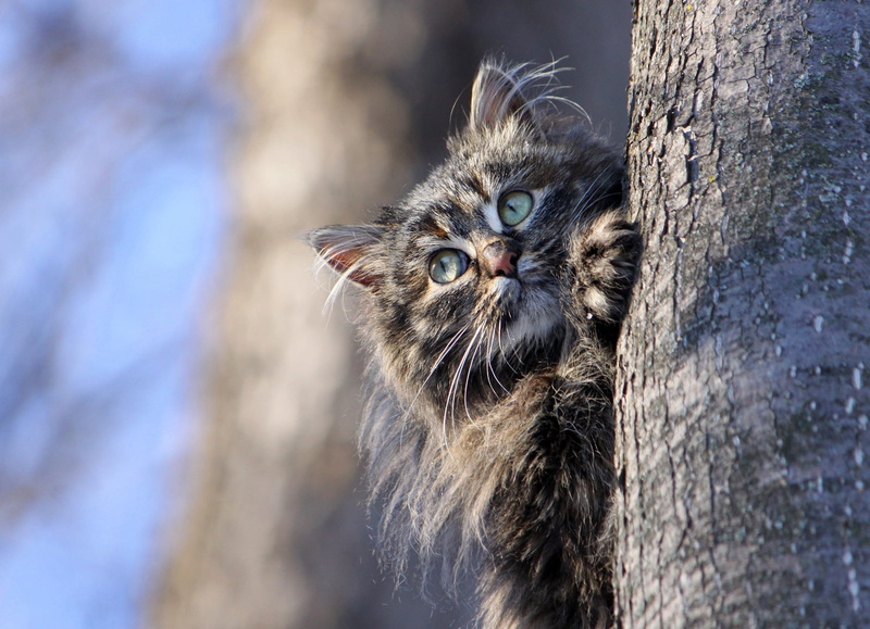 background, cat, kitty, blue, grey, nature, look, spring, tree, striped, 1080P, the sky