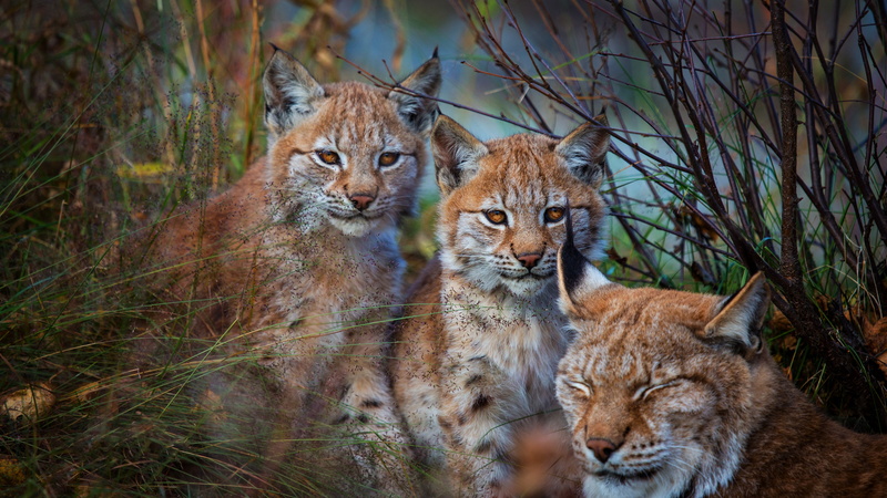sitting, kids, a couple, pose, faces, two small lynx, Trinity, mom, animals, motherhood, background, look, branches, three, cubs, cuties, children, a small lynx
