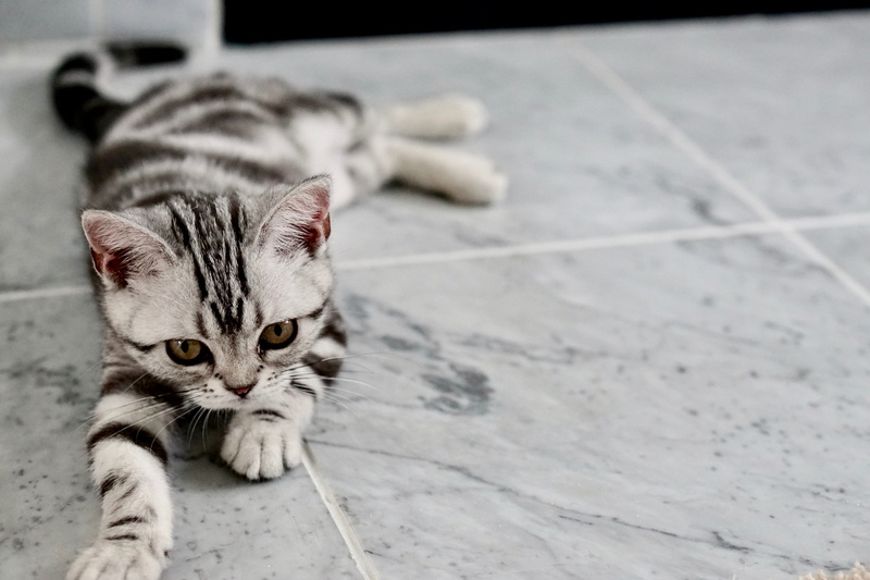 head, mammal, domestic cat, baby, whisker, color, eyes, little, feline, adorable, calm, looking at camera, relaxation, animal, tiled floor, cat, kitty