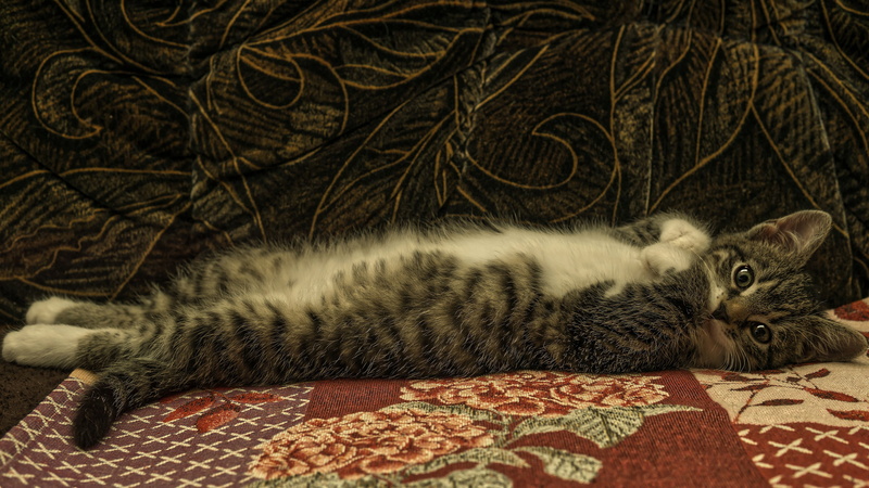 cat, baby, blanket, the dark background, sofa, kitty, 4K, lies, striped, grey, legs, collapsed, pose, look, stretched, face