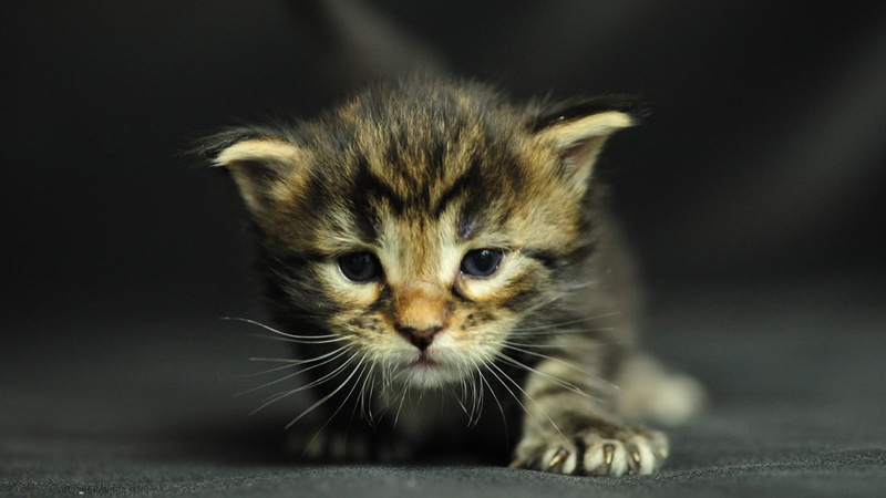 fluffy, domestic cat, baby, cute, looking at camera, mammal, 1080P, grey, tiger cat, sitting, curious, ears, fur, pet, hair, tabby, feline, domestic animals