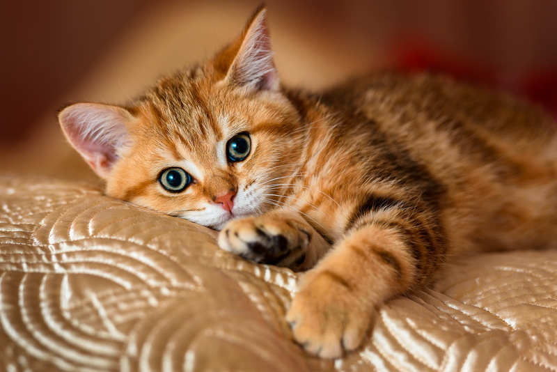 silk, 1080P, bed, striped, background, blanket, pose, baby, kitty, red, legs, cat, lies, muzzle, pedigree, cute