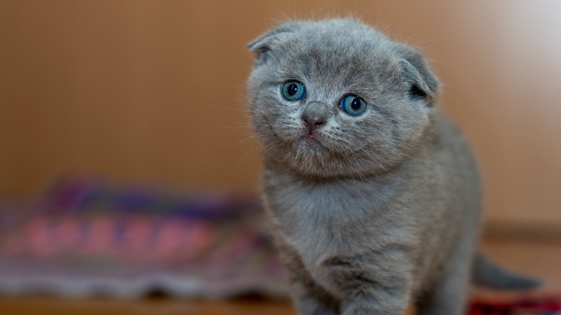 Shorthair, is, cute, 4K, friendly, Scottish, fold, wall, cat, smoky, small, blue eyes, brown, kitty, Scottish fold, baby, muzzle, grey, background, look