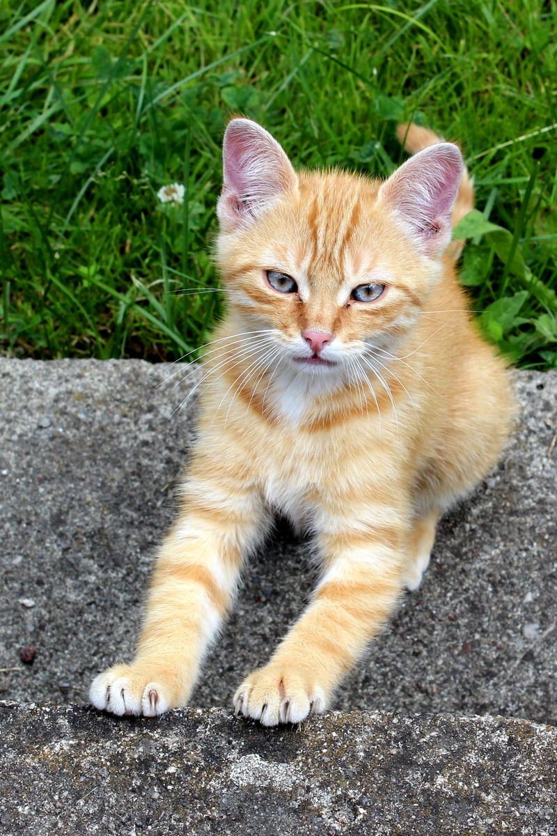 red, feline, striped, mammal, fur, cute, pets, looking, sitting, no people, animal, day, domestic, 2K, portrait, domestic Cat, animal themes, vertebrate